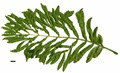 SpeciesSub: 'Fern Leaf'